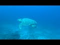 Tofo Diving Trip - Mozambique