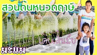 น้องมะแม | เที่ยวสวนปลูกต้นหนวดฤาษีเงินล้าน (ร้านคุณหนู by บ้านสวนสุขสบาย / ศาลายา) | Mamae Family