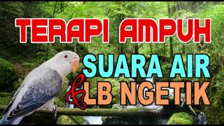 Terapi Suara Air dan LoveBird Ngetik