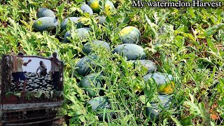 WATERMELON🍉 HARVEST BEST RESULTS WITH MMB BIO ORGANIC PRODUCTS పుచ్చకాయ కోతలు ||AGRI GURU||