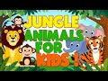 Learning Jungle Animals - Jungle Animals Names and Sounds