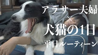 アラサー夫婦と犬猫のリアルな１日【犬と生活する幸せ】