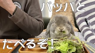 飼い主と並んでモリモリ朝ごはん食べちゃううさぎさん【ホーランドロップ】