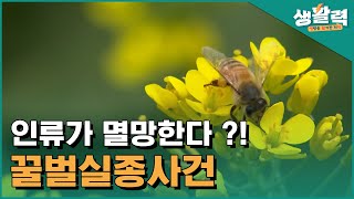 인류가 멸망한다 ?! 꿀벌실종사건ㅣ생방송활기찬저녁ㅣMBC충북ㅣ220519