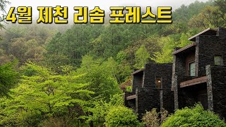 4월 마지막주, 비 오는 날의 제천 리솜포레스트.