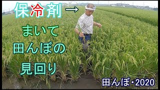 ひさしぶりに朝5時から田んぼの見回り　　田んぼ・2020　20200804