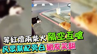 主人等紅燈兩柴犬隔空互嗆 民眾搞笑幫配旁白網友笑翻 | 天編推播@中天新聞CtiNews