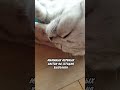 Когда План Выполнен😺😴 кот юмор кошка прикольнаяозвучка