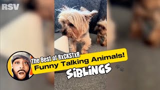 Best of RxCKSTxR Funny Talking Animal Voiceovers Compilation #1