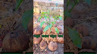 New year New plant, #newyear #2025 #agarden #agriculture #shots #diy #gardeningtips #farming#popular