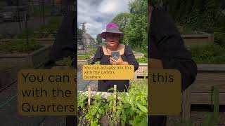 Identifying Amaranth #edibleweeds #gardening #indigenousfood