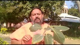 बढ़ का पेड़ औषधीय गुणों की सम्पूर्ण जानकारी | Banyan Tree| वट वृक्ष | Vedicriti.in