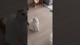 간식 소리를 낼때 고양이 반응 #catvideos #shorts #고양이일상