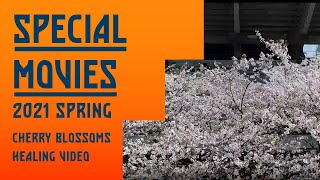 2021年春 アイスタ 満開の桜 癒し映像 #spulse #エスパルス #Jリーグ #JLeague #IAIスタジアム日本平 #桜満開 #癒し