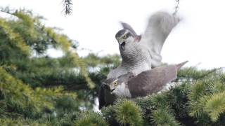 2017 大鷹 交尾　Northern Goshawk Mating