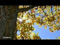 La Jarosa - Otoño 4K UHD