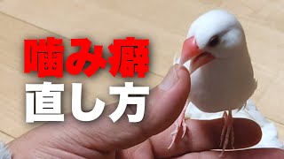 【文鳥／噛み癖の直し方】一番効果的でおすすめのしつけ方をご紹介します ‘’Java sparrow‘’‘’Java bird‘’‘’Java finch‘’‘’문조‘’