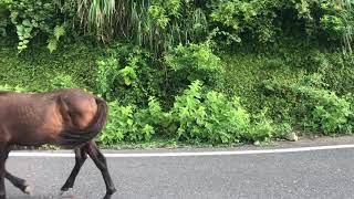 宮崎県 都井岬 日本で唯一野生の馬が見られる場所