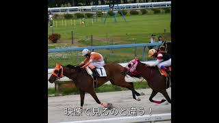 金沢競馬に行ってきました。知ってるお馬さんを観ることができて楽しかったです。なお諭吉さんは・・・