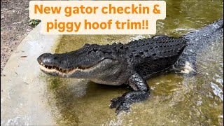 New gator checkin \u0026 piggy hoof trim!