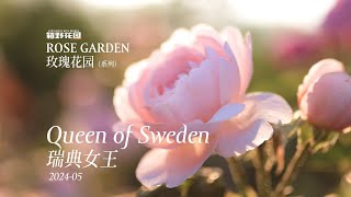 端庄优雅高傲圣洁的直立玫瑰——瑞典女王 Queen of Sweden