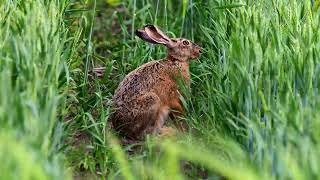 The European brown hare hiding in a field of green wheat in summer, Lepus europaeus