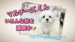 【マルワン横浜 港北NT店】マルチーズくん、○○の秋を満喫中🐶