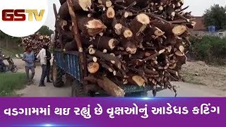 Banaskantha : Vadgam માં થઇ રહ્યું છે વૃક્ષઓનું આડેધડ Cutting | Gstv Gujarati News