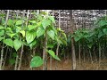 বাংলা পানের চাষ। cultivation of battle leaf in tripura. kirat bhumi.