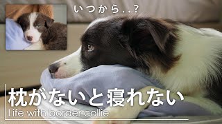 枕がないと寝れないレイニー..いつから？【ボーダーコリー】RAINEY#80