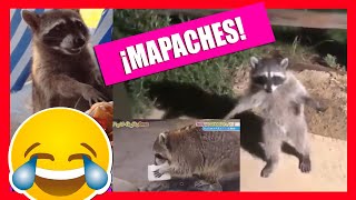 Videos graciosos de mapaches 🐱‍👤🎇🦝🦝