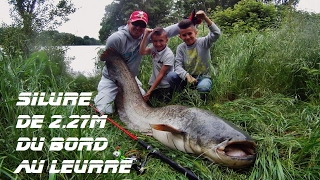 FERRAGE EN DIRECT SILURE 2M27 DU BORD RHÔNE EN CRUE AU LEURRE FIGHT MONSTER CATFISH LURES SPINNING