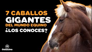 TOP 7 RAZAS DE CABALLOS MÁS GRANDES DEL MUNDO