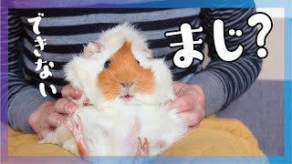 爪切り  くるっと戻れないモルモット　cute guineapig