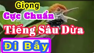 Tiếng chim sâu dừa | sâu dừa hót đấu | tiếng sâu dừa mồi | tieng chim sau dua hot dau