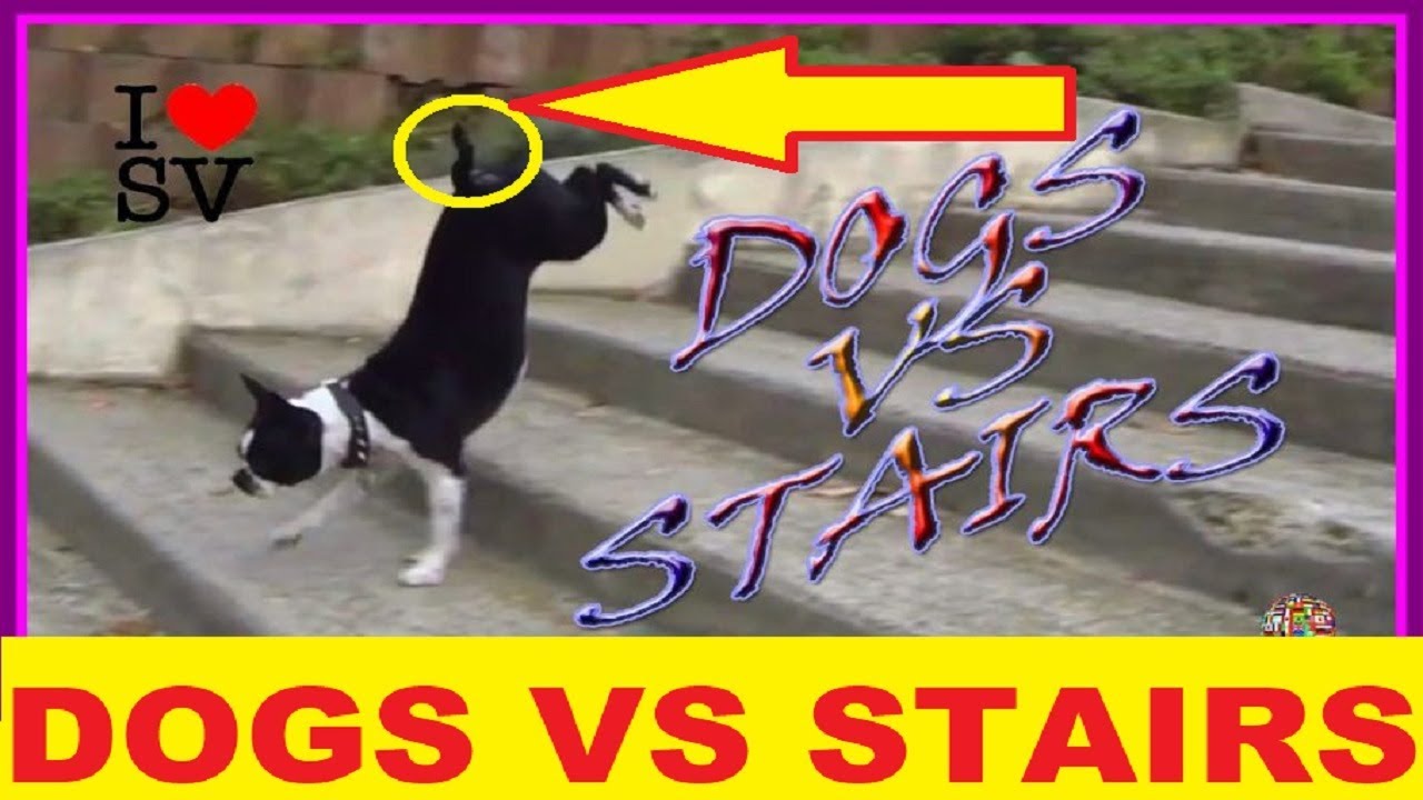 Dog Flying Down Stairs At Taj Rolleston Blog