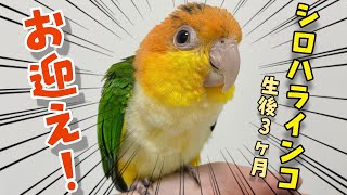 ついに憧れのインコをお迎えしました 【シロハラインコ】