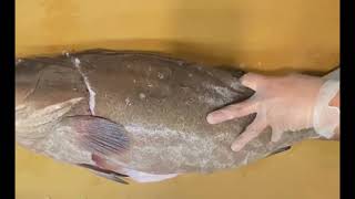 Filleting Black Grouper for Sushi and sashimi