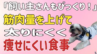 犬の手作りご飯～筋肉量をアップし基礎代謝を上げる食事（栄養編）～太りにくく痩せにくくく！