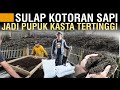 RATUSAN RIBU PEKERJA TANPA GAJI SULAP KOTORAN SAPI JADI PUPUK KASCING