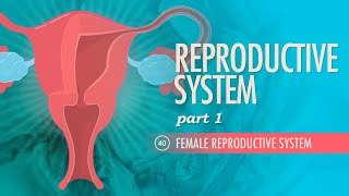 Reproductive System, Part 1 - Female Reproductive System: Crash Course Anatomy & Physiology #40