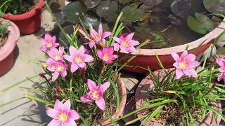 Pink Rain Lily Beautifully Blooms 🌿🌸🌿🌸🌿🌸🌿🌸