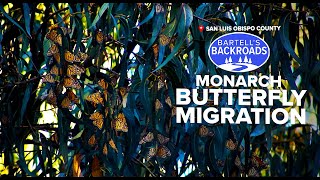 Monarch butterflies transform Pismo Beach into a must-see sanctuary | Bartell's Backroads