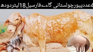 دو عدد پیور چولستانی گائے فار سیل کارگو ال پاکستان دودھ 18 لیٹر