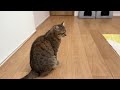 うちの猫は二度寝を絶対に許してくれません…