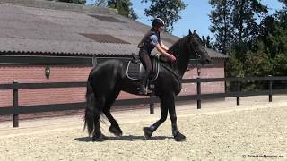 A BIG Friesian stallion for Sale (SOLD)