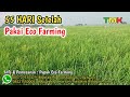 55 HST Pesawahan Setelah Pakai Pupuk Eco Farming