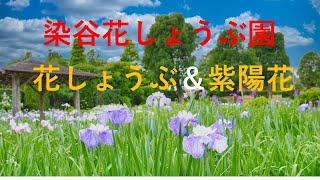 染谷花しょうぶ園