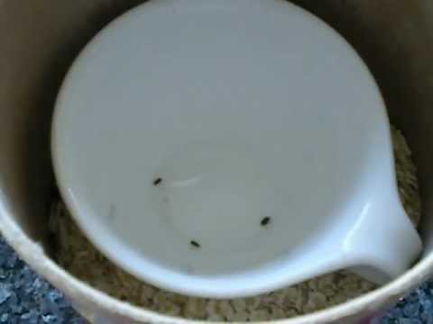 Flour and Grain Weevil Trap Flour and Grain Weevil Trap
