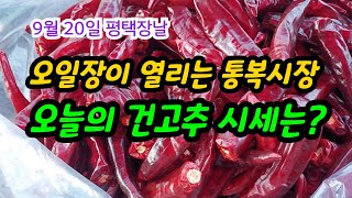 오일장이 열리는 통복시장 오늘의 건고추 시세는?